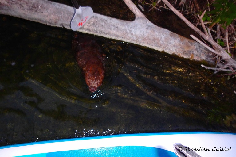 rencontre avec un castor en stand up paddle