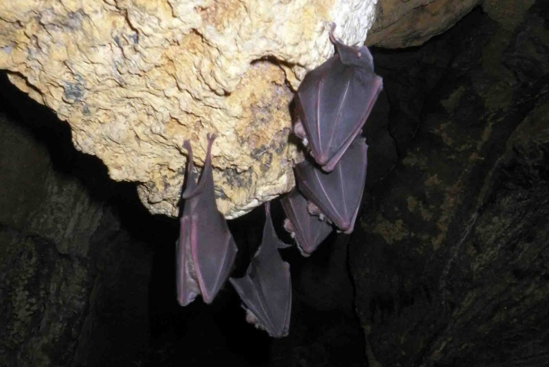 spéléologie en Lozère dans la grotte de Castelbouc